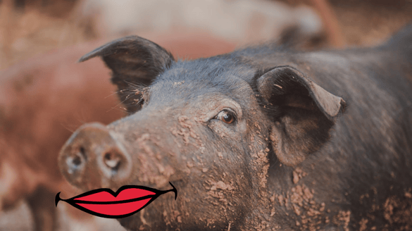 Pig in Lipstick